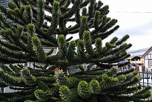 Punta Arenas, Chile - a local cactus tree, known as a Monkey Puzzle Tree