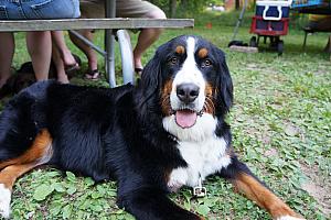 Camping at Alum Creek - Erin's cute dog