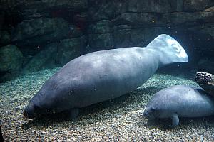 Cincinnati Zoo: manatees