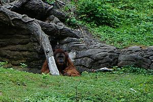 Cincinnati Zoo: hello mister orangutang.