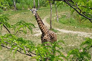 Cincinnati Zoo: a giraffe