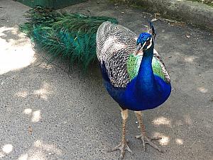 Cincinnati Zoo: I wanna see your peacock.