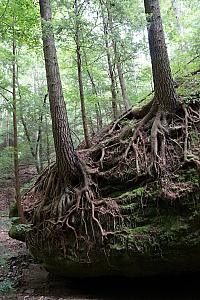 Interesting tree roots exposed on a tree growing on a giant boulder.