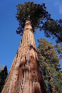 Giant Sequoia in Mariposa Grove, near South Entrance to park