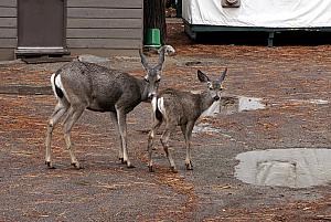 We were visited by a family of deer at our campsite. I followed behind these two as they slowly wandered up the row of tents as I walked back to ours.