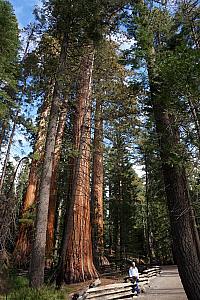 Back at the Mariposa Grove visiting the Giant Sequoias, before we must leave Yosemite. They are so impressive!