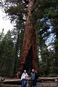 Standing in front of the Grizzly Giant.