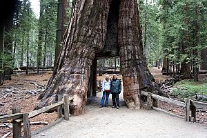 The California Tunnel Tree. The hole was carved in 1885, before experts determined that this damaged the trees (gee, who would have guessed?) It does give a good perspective to the magnitude of the tree, though.