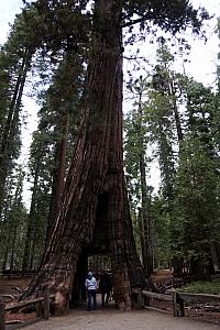 The tree has tried to heal itself. You can see it regrowing bark in an attempt to close over the hole.