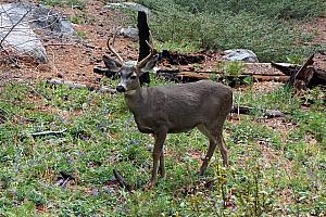 We encountered this deer while walking through the grove. He was the least camera shy of  of a group of a half dozen deer.