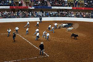 Fort Worth Rodeo and Stock Show - 16 junior-high-aged kids try to catch and tie down 8 calves...this was hilarious, because the kids struggled mightily to hold the child cows at bay, they are strong!