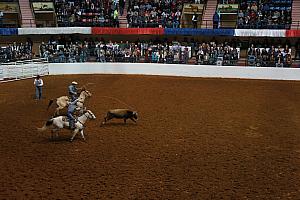 Fort Worth Rodeo and Stock Show - lassoing a calf