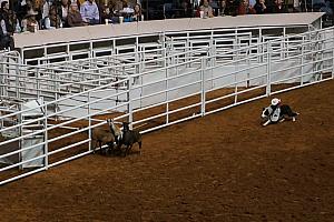 Fort Worth Rodeo and Stock Show - look carefully -- that's a MONKEY riding on a border collie! No lie. Look up "Whiplash rodeo monkey" on youtube! Gold.