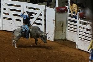 Fort Worth Rodeo and Stock Show - that bull looks MEAN!