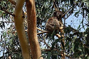 We also stopped to see some Koala's in the wild! They sleep - a LOT. Something like 90% of their life. More about Koala's later.