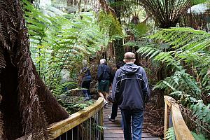 Going on a rainforest walk.