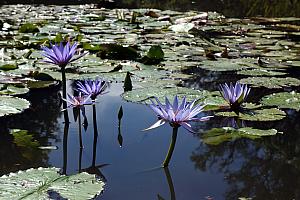 A pond in Melbourne's botanical gardens.