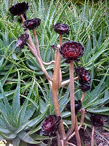 Weird flowers in Syndey's botanical gardens