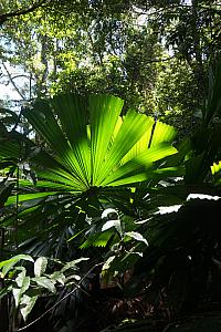 Going on a rainforest walk in Kuranda.