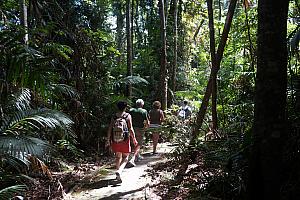 Walking through the rainforest