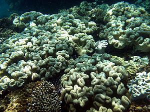 Great Barrier Reef - underwater photos