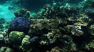 Great Barrier Reef - underwater photos