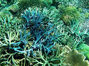 Great Barrier Reef - underwater photos