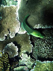 Great Barrier Reef - underwater photos