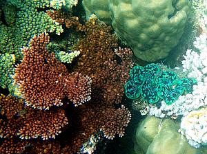 Great Barrier Reef - underwater photos -- Giant Clam! We saw clams that were 5 feet logn.