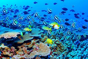 More underwater photos - borrowed from the Internet -- we saw lots of schools of fish, like this.