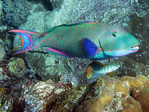 More underwater photos - borrowed from the Internets - the fish were incredibly colorful
