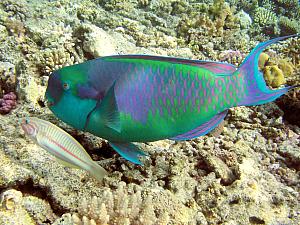 More underwater photos - borrowed from the Internets - a parrot fish, that banged its beak on the coral to break it up and eat it.