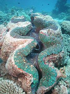 More underwater photos - borrowed from the Internets - a giant clam. We were amazed by the size of these.