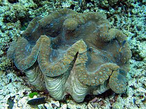 More underwater photos - borrowed from the Internets - another giant clam