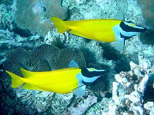 More underwater photos - borrowed from the Internets - more fish that we saw