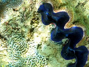 More of Kyleen's snorkeling photos - another giant clam!