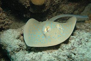 More of borrowed internet photos - Kelly saw a sting ray like this here. We were all jealous, but she swam away from it as fast as she could.