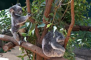 April 5: Brisbane. We visited the Lone Pine Koala Sanctuary, which housed more than 100 koalas!