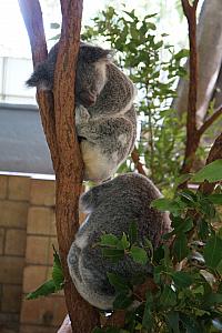 Koalas