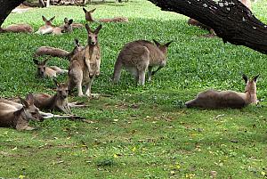 Lots of kangaroos in the "resting zone"