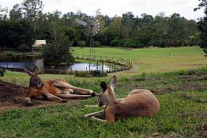 We had to roam away from the main pasture to find these bigger kangaroos.