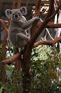 Back to the koalas.