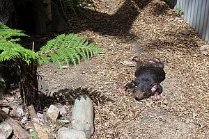Who knows what this is? A....tasmanian devil! What a letdown - he doesn't even look alive. No fear, he was. 