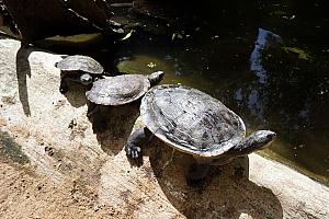 Turtles lined up small to big.