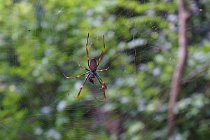 Giant spider! We saw several of these 5-inch-diameter spiders during our walks in the rainforests. 