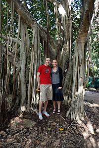 Weird tree in a Brisbane park.