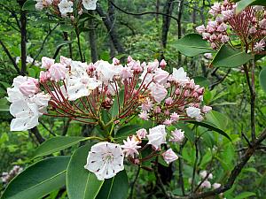 Some flowers in bloom at the Gorge.