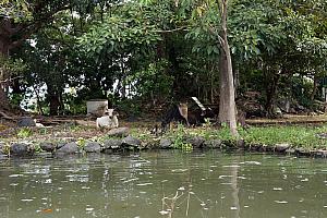 Kayaking past a cow along the lake.