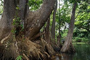 If you look closely, there are a series of bats hanging on the right face of that big tree.