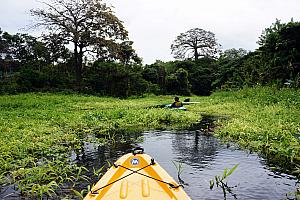 Kayaking through the marshlands.